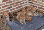 Keeshondjes, sociaal, kindvriendelijk, Dieren en Toebehoren, Honden | Poolhonden, Keeshonden en Oertypen, België, Fokker | Hobbymatig