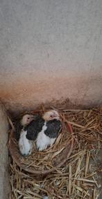 20 jonge duiven geringd klaar rond eind januari, Animaux & Accessoires, Oiseaux | Pigeons