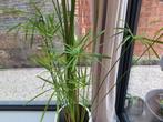 Papyrus plant, Tuin en Terras, Planten | Tuinplanten, Ophalen