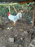 Koppel bonte leghorn, Dieren en Toebehoren