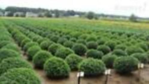 Chrysanten – herfst 2025, Tuin en Terras, Planten | Tuinplanten, Eenjarig, Overige soorten, Volle zon, Herfst, Ophalen of Verzenden