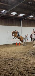 Verzorg pony/paard gezocht!, Dieren en Toebehoren