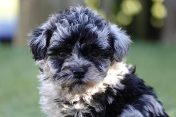 Prachtige mini doodle pups (labradoodle, maltipoo), Dieren en Toebehoren, Honden | Chihuahua's en Gezelschapshonden, België, Overige rassen