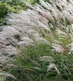 Kluiten prachtriet Miscanthus sinensis 'Gracillimus', Tuin en Terras, Ophalen, Vaste plant, Siergrassen, Halfschaduw