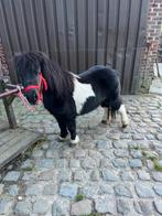 Shetlanders (merries), Dieren en Toebehoren, Merrie, Niet van toepassing, A pony (tot 1.17m), 3 tot 6 jaar