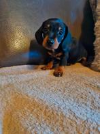 Dwergteckel pups, Dieren en Toebehoren, Honden | Teckels en Dashonden, België, Fokker | Hobbymatig, CDV (hondenziekte), 8 tot 15 weken