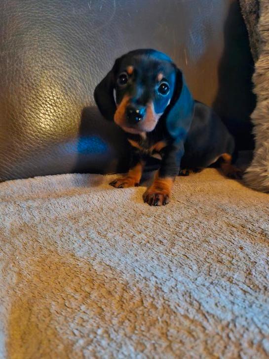 Dwergteckel pups, Dieren en Toebehoren, Honden | Teckels en Dashonden, Meerdere dieren, Korthaar, Dwerg, Fokker | Hobbymatig, Meerdere