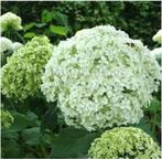 Boemen, planten en bomen, Tuin en Terras, Ophalen
