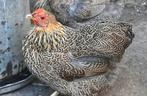 Wyandotte meerzomig goud-, zilver- of blauw goudpatrijs trio, Dieren en Toebehoren, Pluimvee