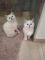 Britse korthaar kittens  (allemaal blauw oogjes ), Dieren en Toebehoren, Katten en Kittens | Raskatten | Korthaar, Meerdere dieren