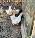 Zijdehoen kippen, Dieren en Toebehoren, Pluimvee