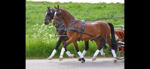 2 span paarden, Animaux & Accessoires, Chevaux, Hongre, Ne s'applique pas, Moins de 160 cm, 11 ans ou plus, Cheval d'attelage