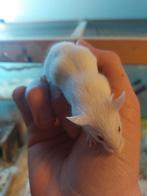 Tamme jonge albino muisjes, Meerdere dieren, Muis, Tam