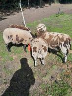 Prachtige  baggerbonte schapen jonge ooien en rammen, Dieren en Toebehoren, Schapen, Geiten en Varkens, Meerdere dieren, Schaap