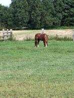 Westernpaard te koop, Dieren en Toebehoren, Ruin, Westernpaard