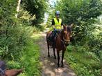 Superlieve Spaanse ruin, Dieren en Toebehoren, Paarden, Ruin