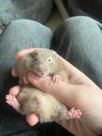 goudhamsters, Dieren en Toebehoren, Knaagdieren, Hamster, Januari, Meerdere dieren, Tam