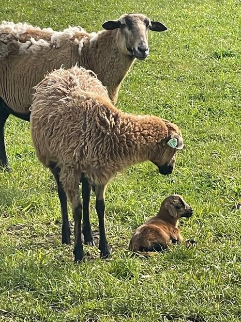 Barbados black belly lammeren, Dieren en Toebehoren, Schapen, Geiten en Varkens, Schaap, Meerdere dieren, 0 tot 2 jaar