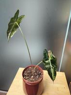 Alocasia pseudo sanderiana aurea, Huis en Inrichting, Ophalen of Verzenden