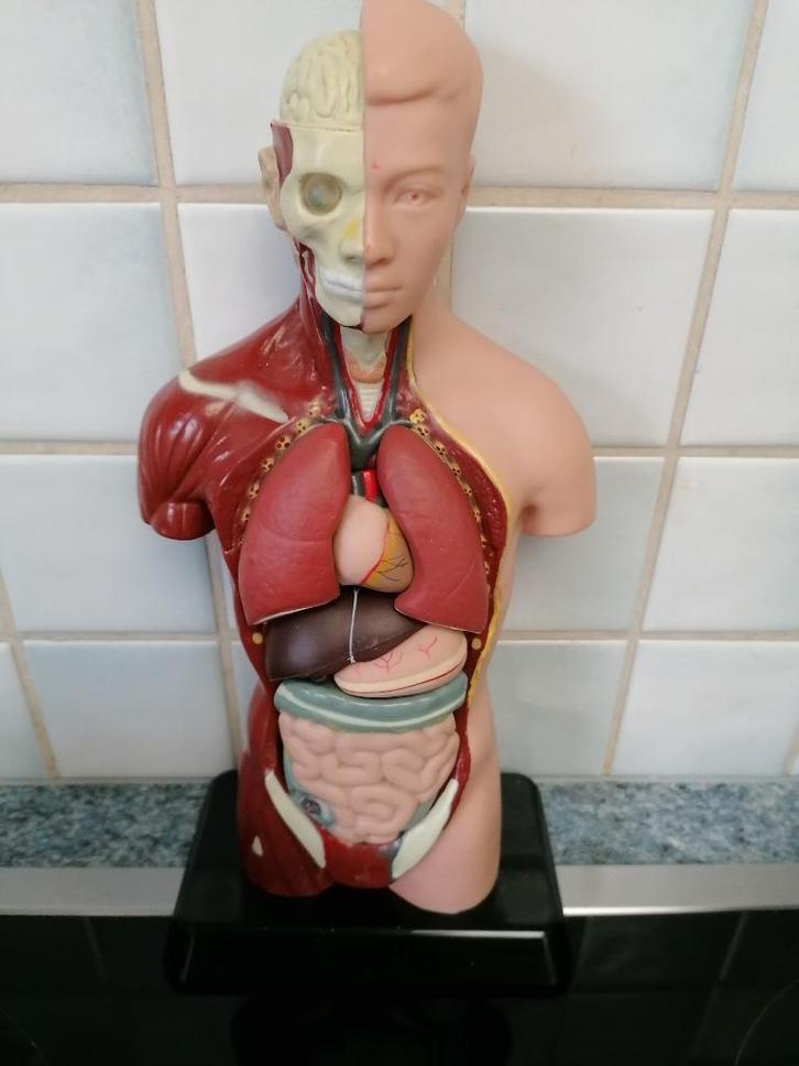 Vintage anatomische educatieve pop., Antiek en Kunst, Curiosa en Brocante, Ophalen of Verzenden
