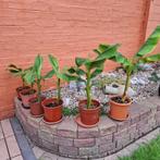 banaan - musa dwarf, Tuin en Terras, Planten | Tuinplanten, Ophalen, Zomer