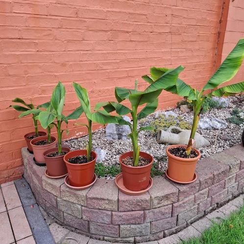 banaan - musa dwarf, Tuin en Terras, Planten | Tuinplanten, Zomer, Ophalen