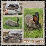 Vlaamse reus ., Mâle, Grand, 0 à 2 ans