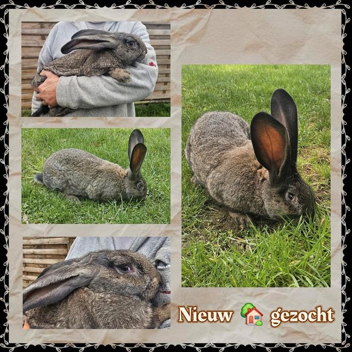 Vlaamse reus ., Dieren en Toebehoren, Konijnen, Groot, Mannelijk, 0 tot 2 jaar