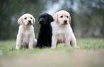 Sociale Labrador pups, Dieren en Toebehoren, Honden | Retrievers, Spaniëls en Waterhonden, België, 8 tot 15 weken, Labrador retriever