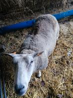 Ooi, Femelle, Mouton, 0 à 2 ans
