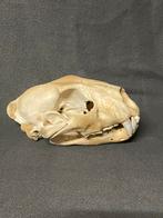 Antieke luipaard schedel, Verzamelen, Dierenverzamelingen, Ophalen of Verzenden, Zo goed als nieuw, Schedel