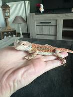 Mooie baardagaam, Dieren en Toebehoren, Amfibie, Tam, 0 tot 2 jaar