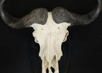 Grote Kaapse Buffel schedel, Antiek en Kunst, Ophalen of Verzenden
