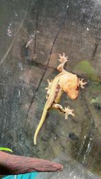 Gecko à crête, Dieren en Toebehoren, Reptielen en Amfibieën, Hagedis, 0 tot 2 jaar