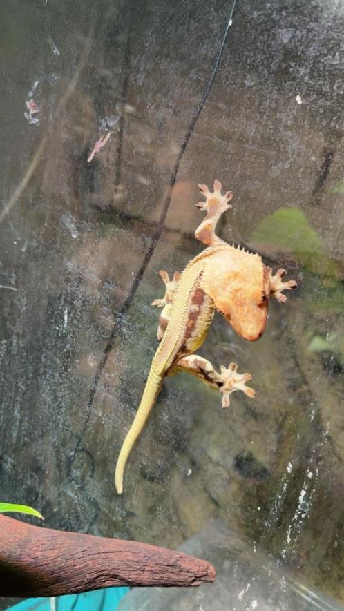 Gecko à crête, Dieren en Toebehoren, Reptielen en Amfibieën, Hagedis, 0 tot 2 jaar