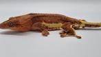 Wimpergekko crested gecko, Dieren en Toebehoren, Reptielen en Amfibieën