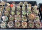 Cactussen met naam beschrijving te koop!, Tuin en Terras, Planten | Tuinplanten, Ophalen of Verzenden
