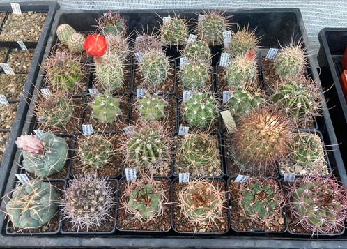 Cactussen met naam beschrijving te koop!, Tuin en Terras, Planten | Tuinplanten, Ophalen of Verzenden