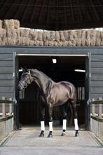 Lesgever/ruiter aangeboden, Dieren en Toebehoren, Paarden