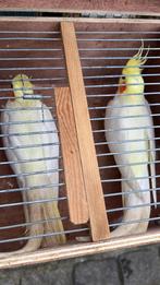 Vogels te koop en te koop gevraagd, Animaux & Accessoires, Oiseaux | Pigeons