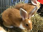 Konijnen, Dieren en Toebehoren, Ophalen of Verzenden