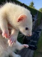 Fretjes, Dieren en Toebehoren, Overige Dieren, Juni, Mannelijk