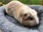 Cavia vrouwtje 6 maanden oud., Cavia, Vrouwelijk, Januari, Tam