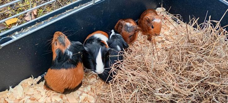 Jonge cavia's, Dieren en Toebehoren, Knaagdieren, Meerdere dieren, Cavia, Oktober