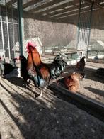 Jong trio marans van 2025, Dieren en Toebehoren, Pluimvee, Meerdere dieren, Kip