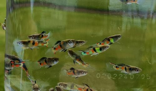 Endler guppy Campoma " El tigre ", Dieren en Toebehoren, Vissen | Aquariumvissen