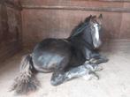 Zwart merrie veulen, Merrie, Minder dan 160 cm, Niet van toepassing, Recreatiepaard