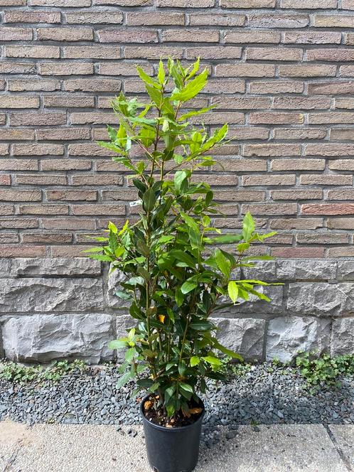 Keukenlaurier in pot, Tuin en Terras, Planten | Tuinplanten, Ophalen of Verzenden