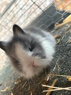 lieve aanhankelijke baby konijntjes, Dieren en Toebehoren, Konijnen, Meerdere dieren, Dwerg, 0 tot 2 jaar