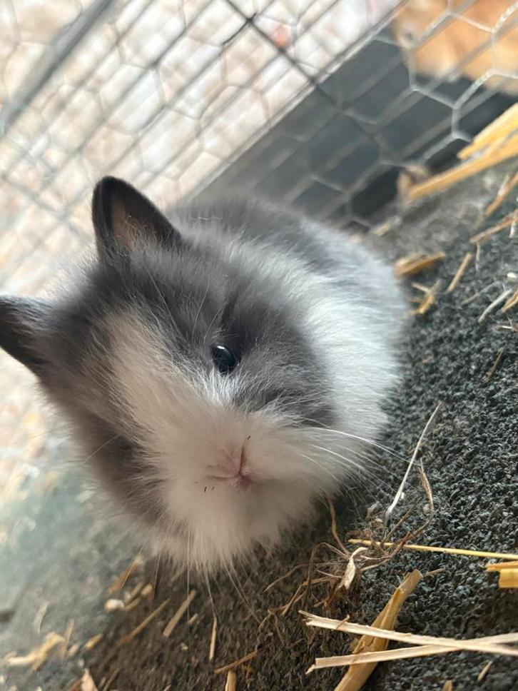lieve aanhankelijke baby konijntjes, Dieren en Toebehoren, Konijnen, Dwerg, Meerdere dieren, 0 tot 2 jaar